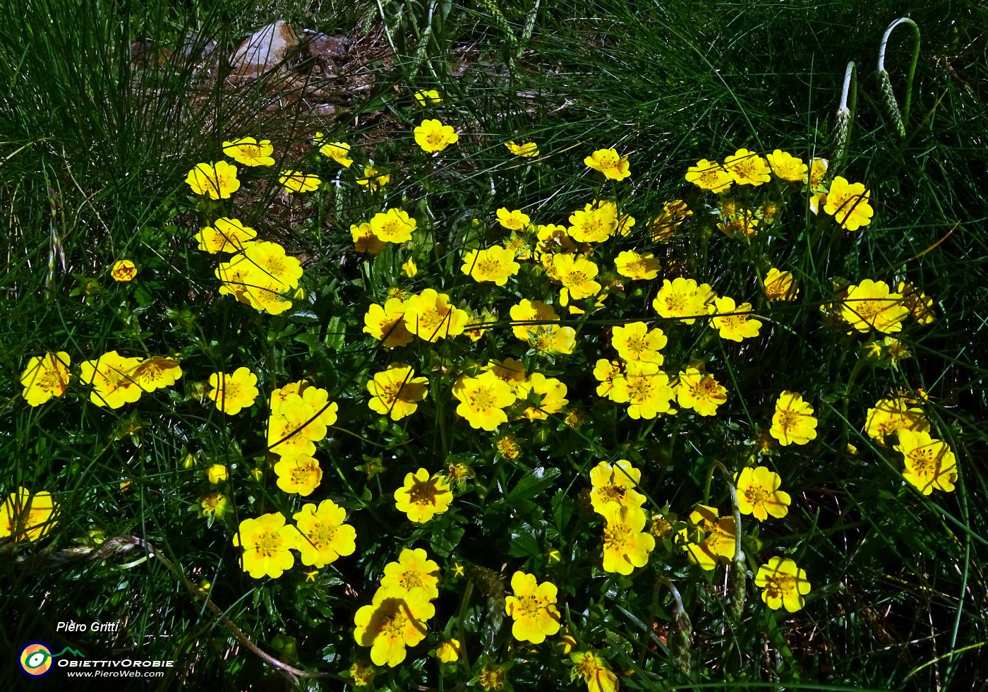 18 Bouquet di potentilla quinta folia.JPG -                                